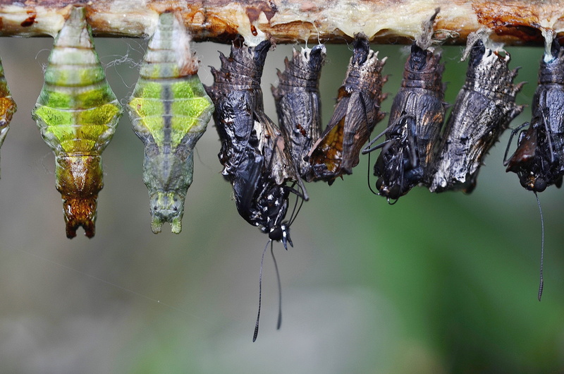 4K, seafood, cocoons, water, invertebrate, papilionidae, insect, focus on foreground, fish, group of animals, larva, larvae, animals in the wild, animal
