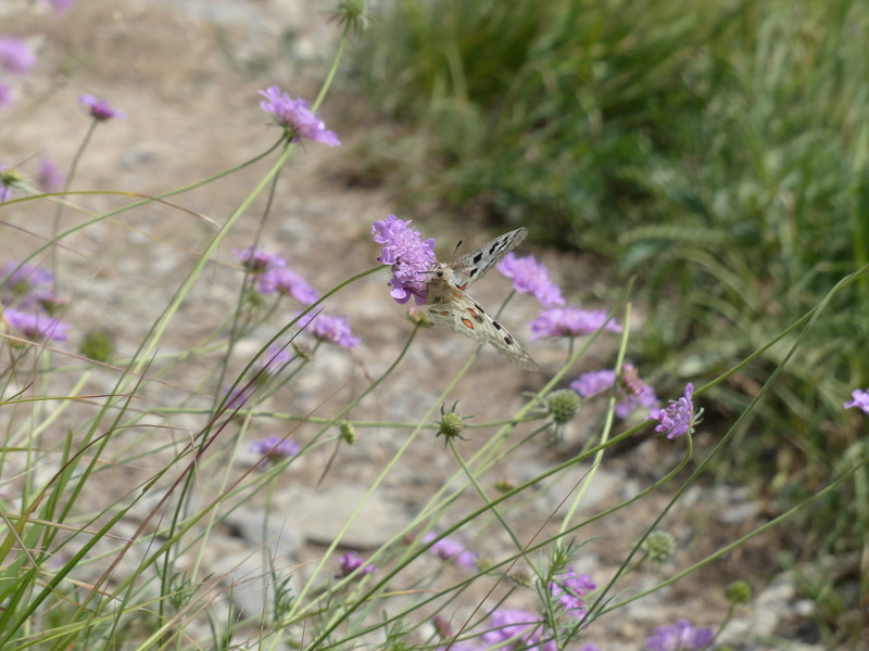 kardengewaechs, summer, sewing kisselchen, lavender, swallowtail butterflies, blossom, growth, pointed flower, outdoors, petal, spotted, nature, knautia arvensis