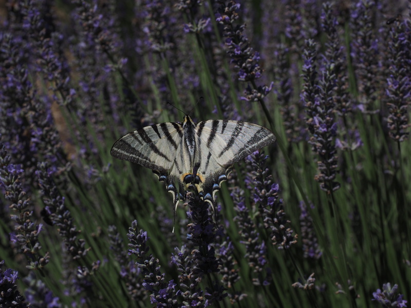 lavender field, outdoors, pollination, beauty in nature, flower, papilio, animal wing, dovetail, one animal, animals in the wild, petal, no people, papilio machaon