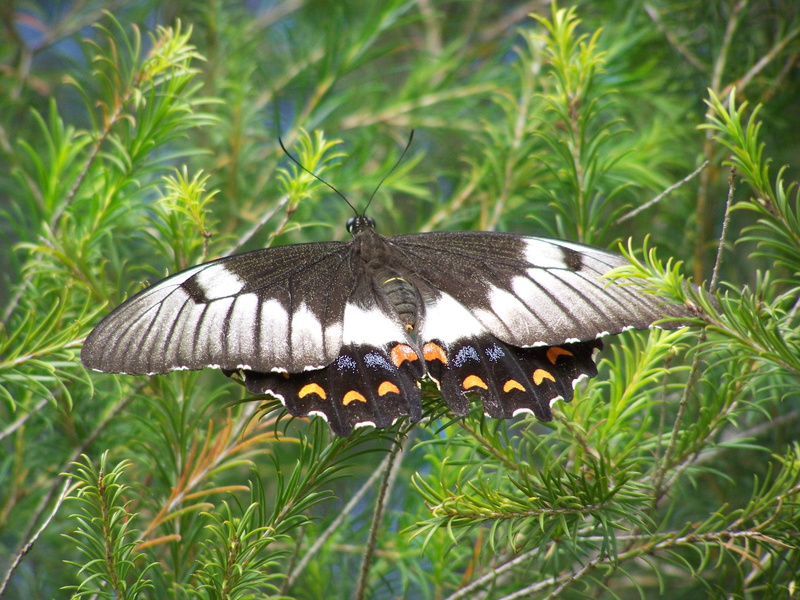 pattern, butterfly - insect, plant, swallowtail, insect, garden, bird, perching, beauty in nature, greenery, animal wing, summer, animal themes, shrub