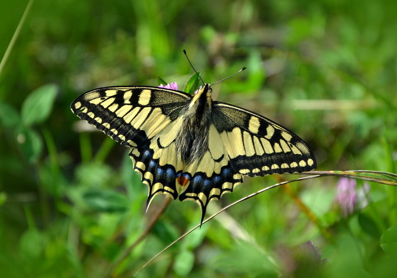 nature, outdoors, animal wildlife, pollination, no people, butterfly - insect, animal body part, animal markings, 2K, animal themes, papilionidae, papilio machaon