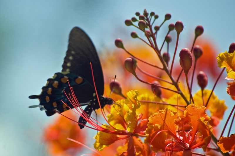 black, tucson  arizona, Swallowtail Butterfly, flower, d40, nature, yellow, 1080P, desert museum, multi Colored, swallowtail  butterfly, swallowtail, black butterfly