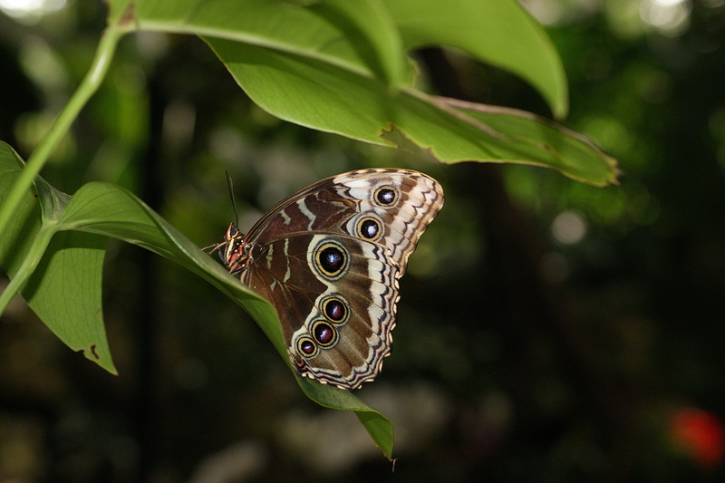 beauty in nature, color, tropical rainforest, animal wildlife, bug, insects, 2K, focus on foreground, animal themes, perching, animal body part, butterfly