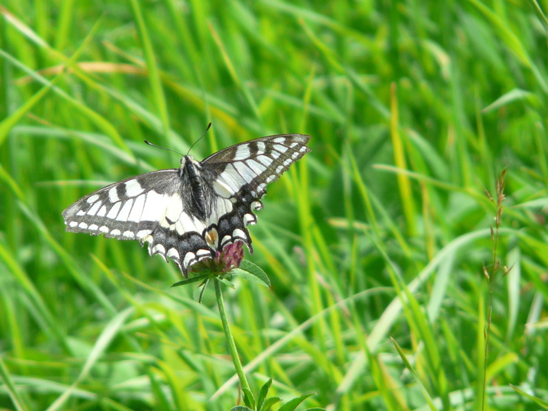 flower, green color, flowering plant, beauty in nature, close-up, pollination, butterfly, swallowtail butterflies, growth, nature, animal, animal themes