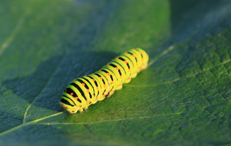 green color, outdoors, plant, caterpillar, one animal, day, insect, swallowtail, selective focus, 2K, papilionidae, insects, animal wildlife, invertebrate