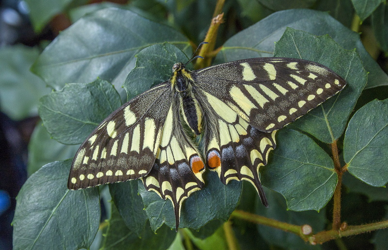beauty in nature, pattern, growth, animal wing, invertebrate, butterfly - insect, 4K, delicate, animal markings, colorful, animal themes, nature, animal