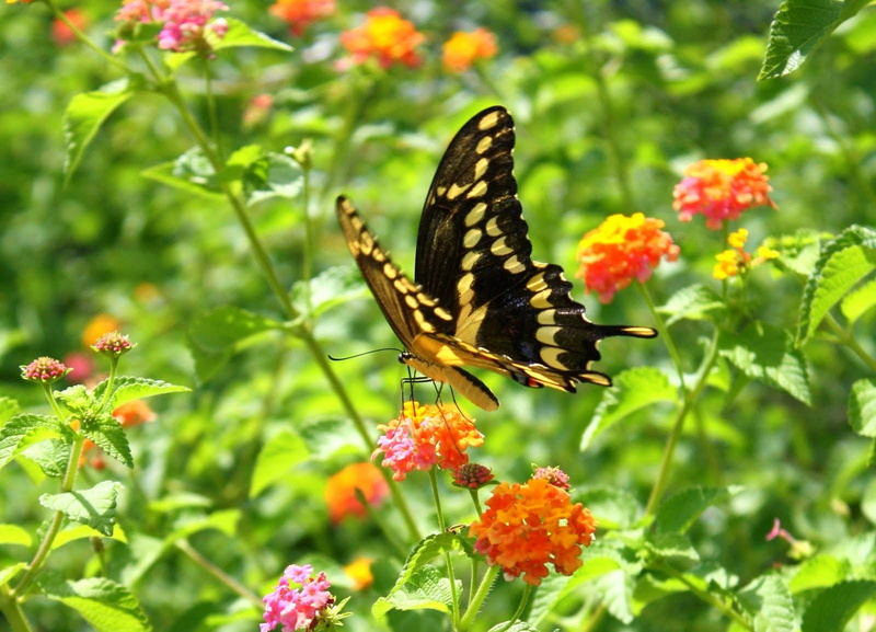 leaf, agriculture, avian, bloom, botany, wildlife, 720P, environment, eastern, wings, wildflowers, outdoor, nature, flowering plant, one animal, butterfly - insect