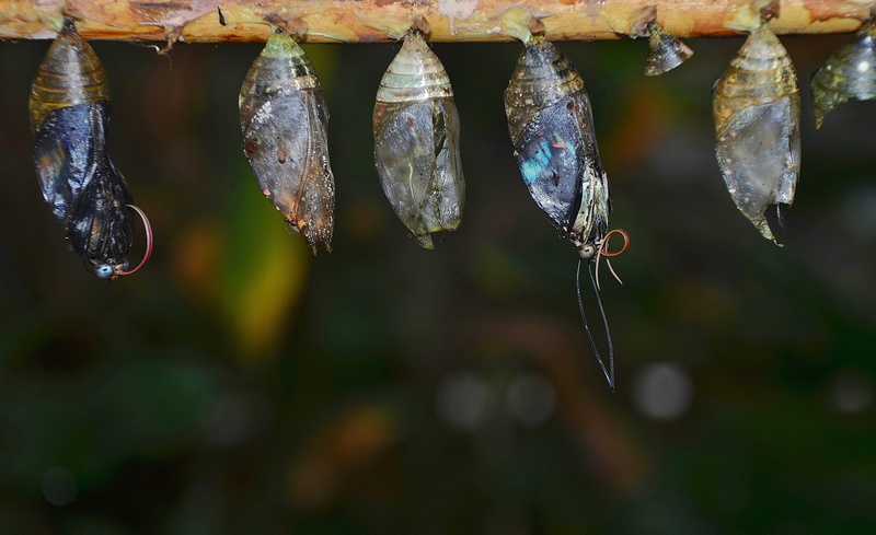five, food and drink, vertebrate, animal themes, focus on foreground, group of animals, freshness, macro, butterfly, animals in the wild, parides iphidamas