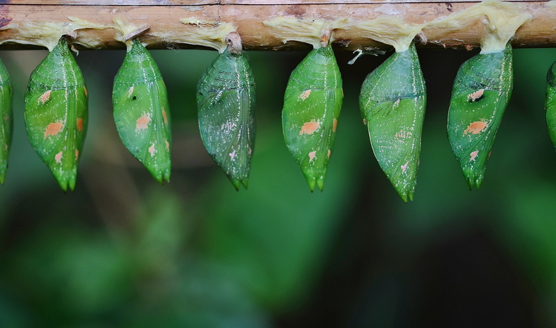 outdoors, parides iphidamas, day, macro, larvae, close-up, photography, plant part, plastic, larva, wood - material, food and drink, freshness, in a row