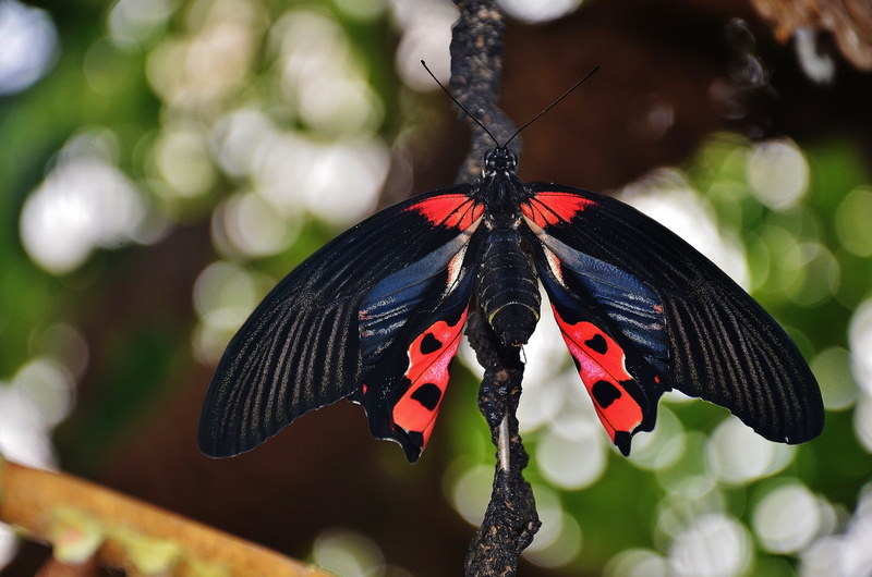 focus on foreground, focus, outdoors, animal body part, fragility, 4K, dovetail, butterfly, beauty in nature, animal markings, scarlet schwalbenschwanz