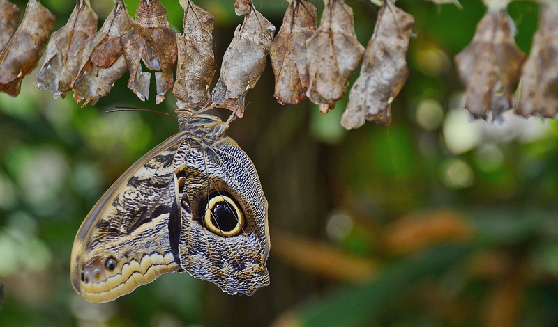 focus on foreground, larva, day, insect larvae, cocoon butterfly, tree, animal, 4K, butterfly, nature, photography, cocoons, environment, animal wildlife