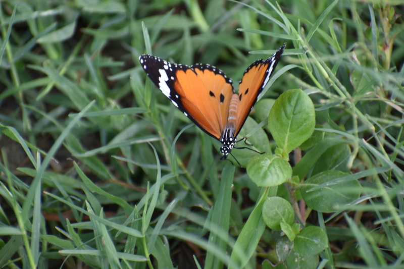 plant part, animal wing, insect, animal wildlife, invertebrate, growth, beauty in nature, animals in the wild, flower head, no people, wings, day, nature