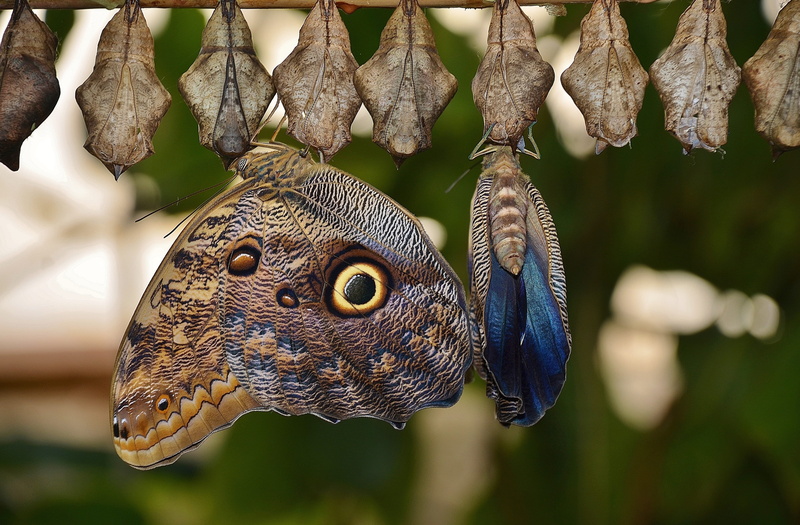 day, close-up, focus on foreground, animal, daytime, vertebrate, reptile, animal body part, perched, larvae, parides iphidamas, animal scale, no people