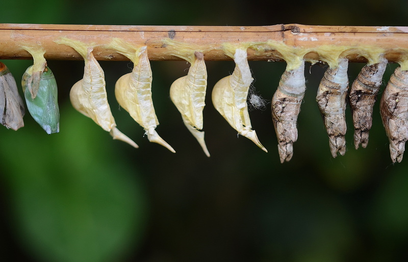 seafood, wellbeing, no people, dried fish, parides iphidamas, insect larvae, hanging, focus on foreground, Cocoons, side by side, day, papilionidae, fish