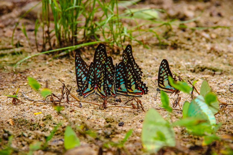 animal, 5K, selective focus, the forests, group of animals, butterfly caterpillar annual report a separate point, wong papilionidae, animals in the wild