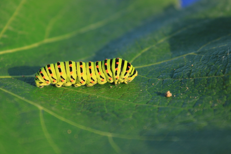 invertebrate, insects, 4K, insect, no people, outdoors, animal themes, papilionidae, Caterpillar, animal, yellow, animals in the wild, butterfly - insect