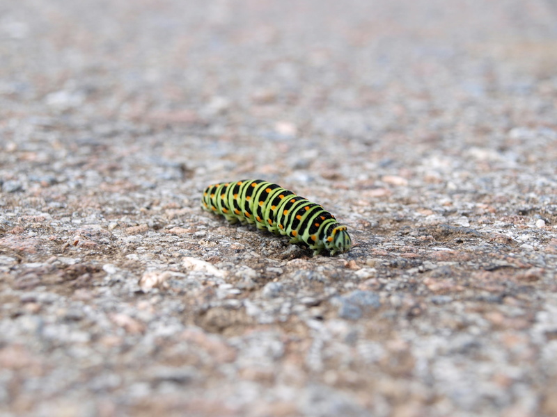 Dovetail, swallowtail butterflies, animal themes, Macro, yellow, moth, arthropod, animals in the wild, butterfly caterpillar, solid, papilionidae, Caterpillar