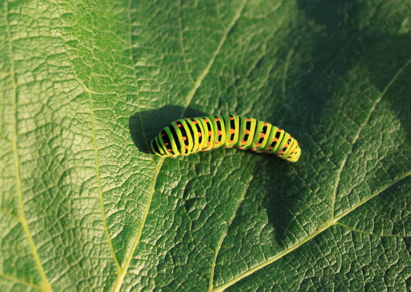 Leaf, Caterpillar, papilionidae, plant part, insects, growth, close-up, green, leaf vein, no people, plant, animal themes, 2K, natural pattern, nature