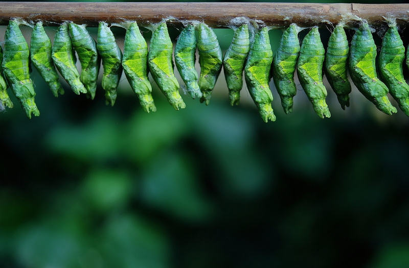 photos, butterfly, brown, 2K, plant part, cocoon butterfly, iphidamas cattleheart, beauty in nature, bunch, stick, hanging, butterflies, day, wellbeing