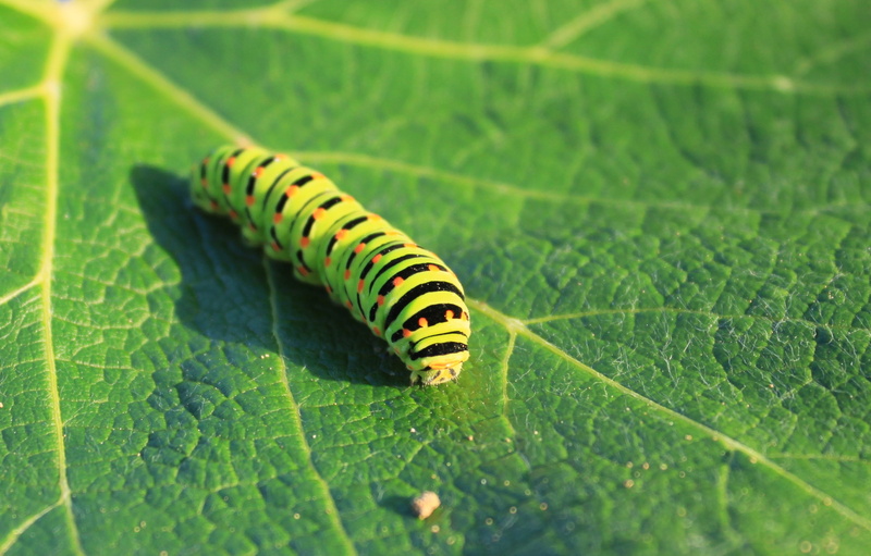 larva, natural pattern, plant part, no people, nature, lepidoptera, invertebrate, plant, swallowtail, growth, animal, outdoors, caterpillar, insect, macro