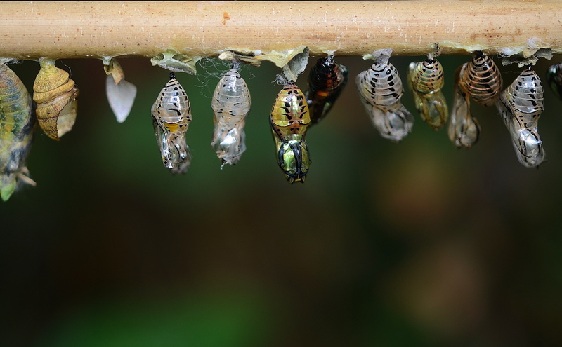 papilionidae, animal wildlife, butterfly - insect, animal themes, animals in the wild, group of animals, side by side, nature, 4K, butterfly, close-up