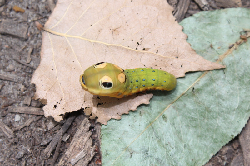 day, swallowtail, one animal, 5K, animal body part, poisonous, plant part, green color, frog, animal wildlife, wildlife, close-up, papilionidae, insect