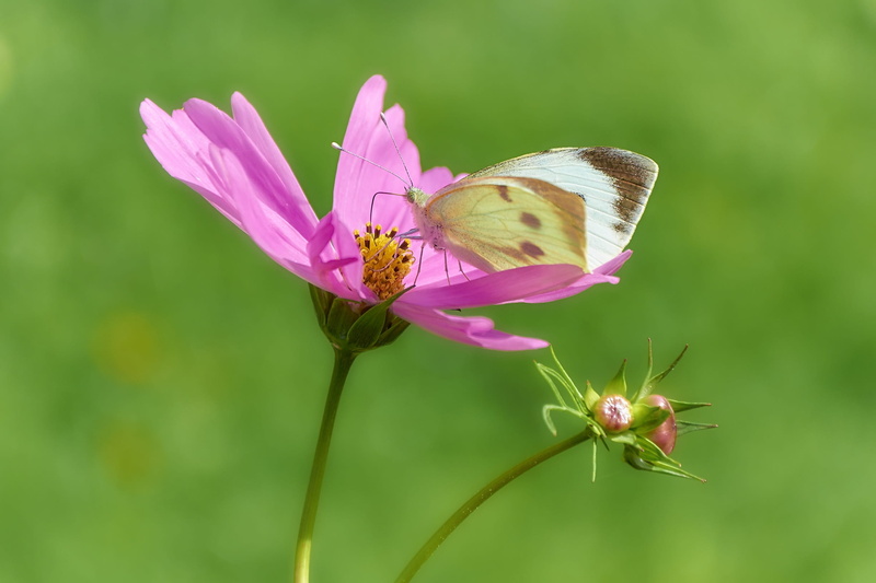 insect, green, petal, papilio, 1080P, bud, fragility, nectar, nature, growth, pink, beauty in nature, springtime, animal themes, wing, animal wildlife