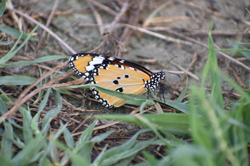perching, animal wing, outdoors, animal wildlife, no people, animal, day, animal markings, selective focus, plant, papilionidae, butterfly, animals in the wild