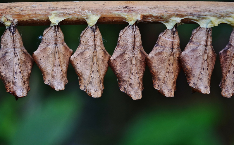 4K, animal, freshness, meat, food and drink, vertebrate, outdoors, hanging, animal themes, Larva, drying, no people, butterfly, insect larvae, close-up
