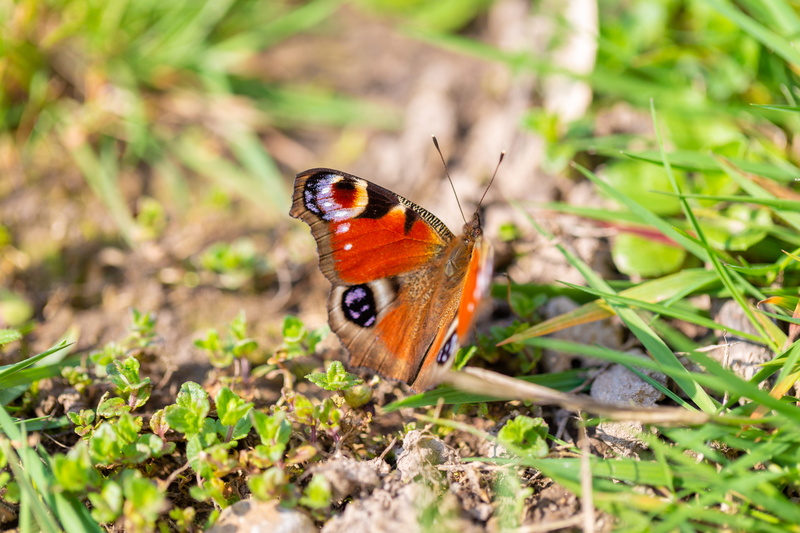 selective focus, bloom, butterfly - insect, no people, field, nature, blue, insect, close-up, macro, animal wing, plant, summer, exotic, blossom, colorful