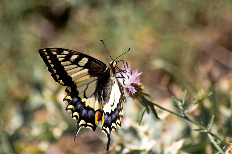 papilio, no people, butterfly, invertebrate, animal wing, pollination, garden, fragility, vulnerability, butterflies, animals in the wild, swallowtail