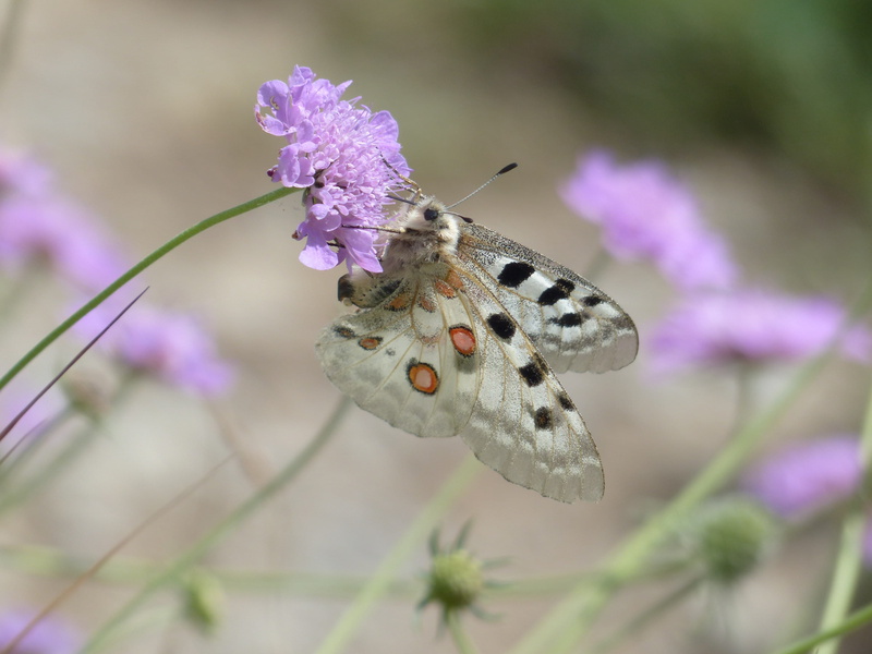 flowering plant, butterfly - insect, vulnerability, knautia arvensis, 4K, spotted, scabiosa, bloom, pointed flower, close-up, field scabious, plant, field scabiosa pincushion flower