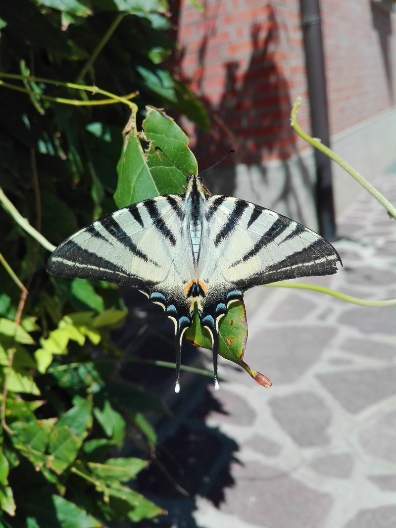 animals, relaxation, outdoors, Moth, plant part, fly, one animal, summer, plant, dom, invertebrate, animal themes, leaf, zebra, beauty in nature, animals in the wild
