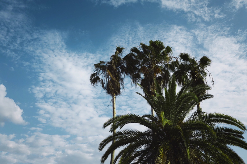 florida, date palm tree, tranquil scene, nature, plant, trees, tranquility, tall - high, palm tree, blue, coconut palm tree, tampa, palm leaf, palm, 4K