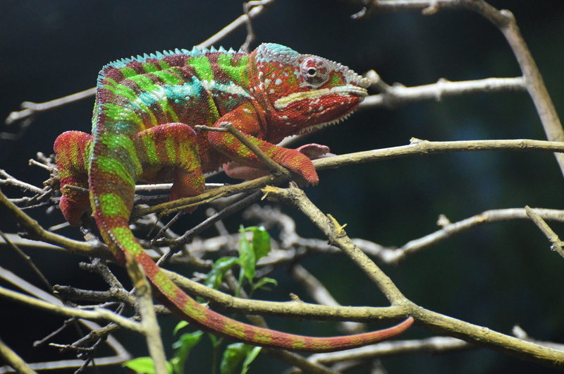 exotic, branch, tree, profile view, plant, lizard, one animal, focus on foreground, zoo, colors, vivarium, twig, blue, animal scale, animal body part, close-up