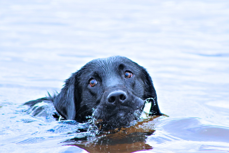 border collie, no people, pets, canine, black color, black labrador, water, portrait, mammal, purebred Dog, labrador, tampa florida, one animal, retriever
