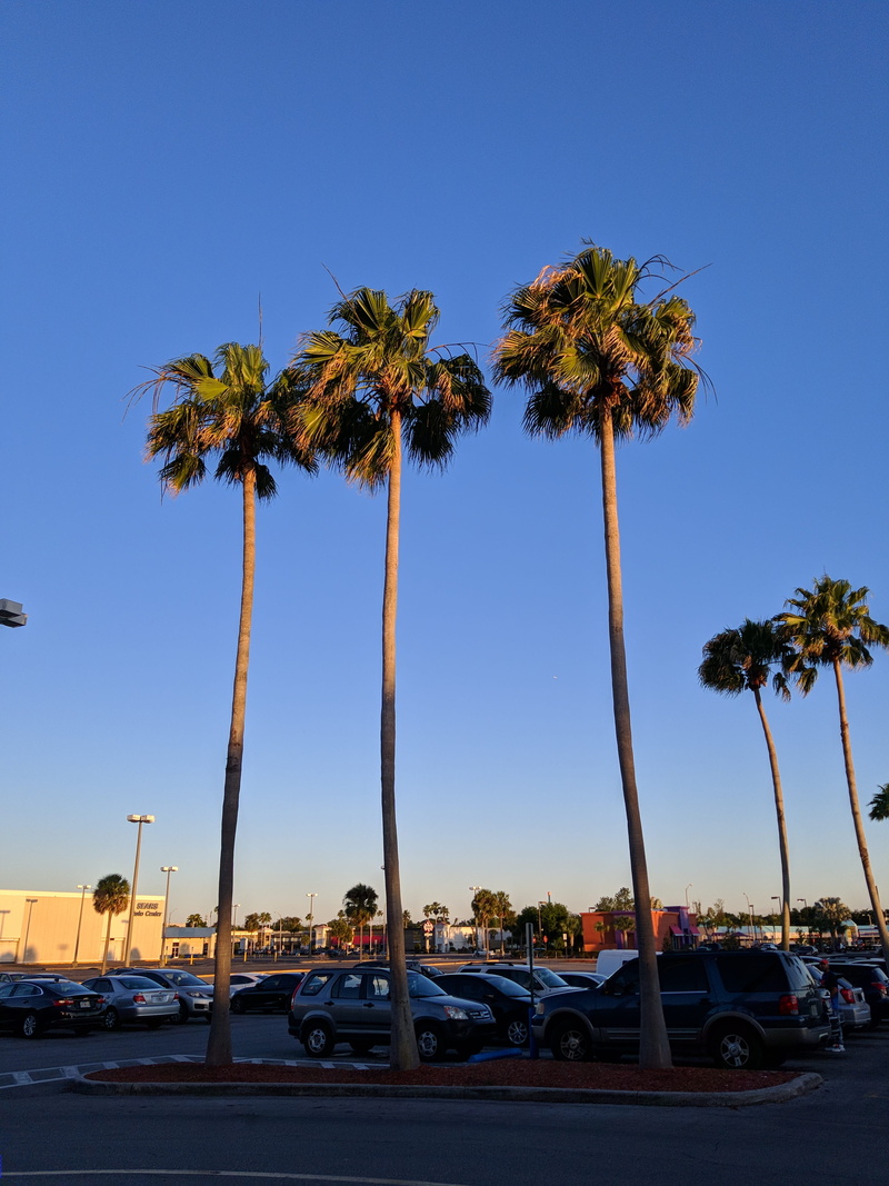 transportation, clear sky, land vehicle, tropical climate, mode of transportation, tree trunk, car, united states, plant, tree, tropical tree, tampa, treelined