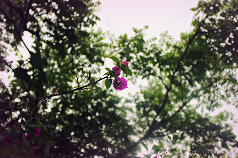 petal, florida, garden, backyard, focus on foreground, flower head, green, flowering plant, pink color, growth, vulnerability, inflorescence, tampa, plant