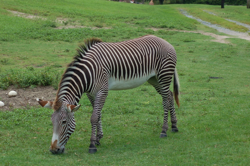 grass, animal, animals in the wild, tampa, animal themes, animal wildlife, field, zoo, domestic animals, vertebrate, nature, land, outdoors, herbivorous