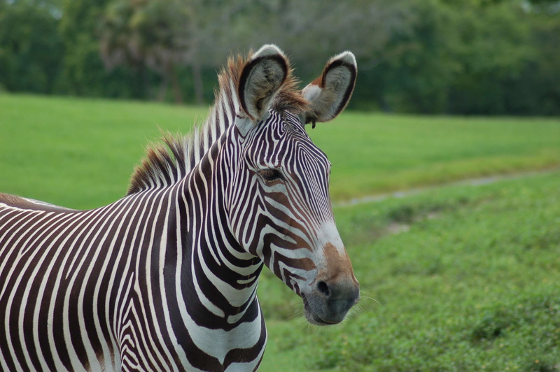 zoo, vertebrate, smiling, outdoors, zebra, plant, no people, mammal, tampa, striped, animal head, day, busch gardens, nature, animal, field, grass, domestic animals