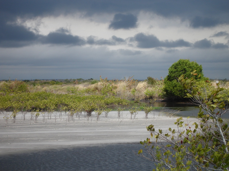tranquil scene, growth, non-urban scene, environment, storm, land, plant, 2K, beauty in nature, sea, tranquility, day, cloud - sky, outdoors, beach, merritt island