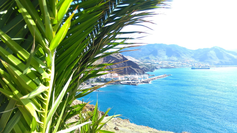 tropical climate, tree, beach, city, palm tree, madeira, green color, landscape, growth, Palm Trees, scenics - nature, Bay, travel, 4K, water, land, beauty in nature