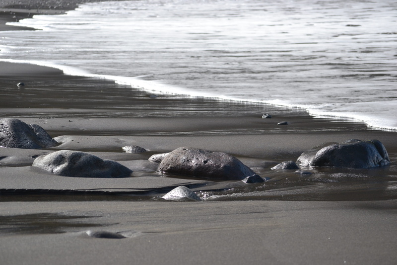 land, water, day, group of animals, no people, madeira, vacations, animal themes, wave, atlantic, nature, animals in the wild, beach, black, relaxation