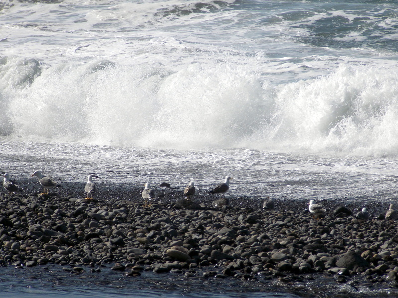 group of animals, island, Ocean, holiday, animal themes, Sea, 4K, Wave, water, large group of animals, sea, vertebrate, waters, beach, beauty in nature
