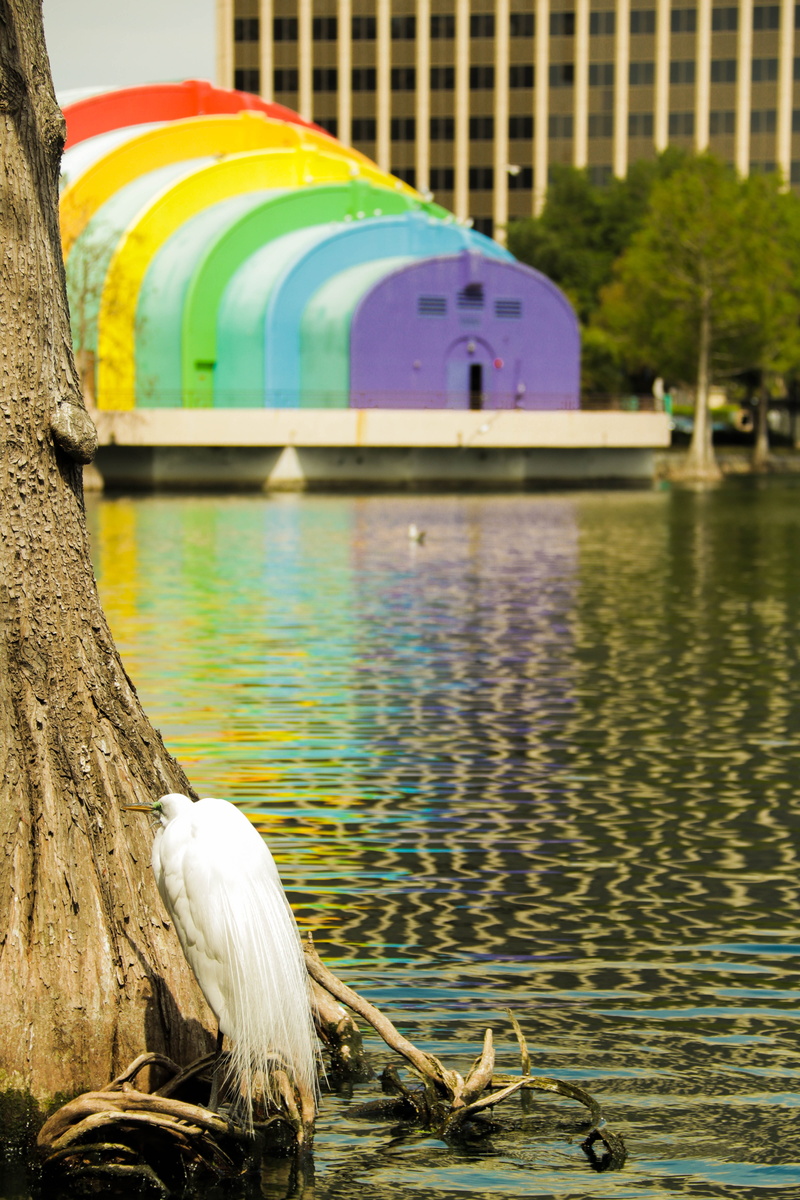outdoors, day, 5K, lake eola, animal, seagull, rainbow, focus on foreground, architecture, built structure, no people, nature, birds, building exterior