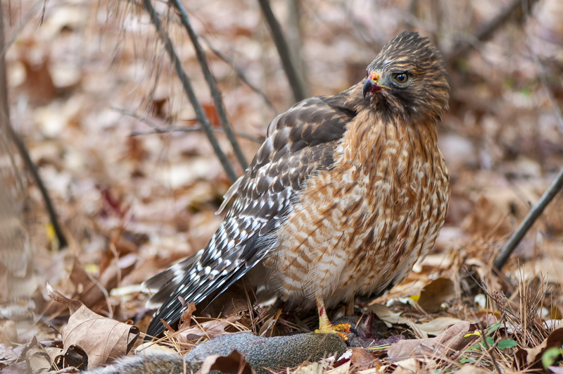 prey, raleigh, feathers, eyes, land, 4K, day, animal wildlife, brown, animals in the wild, tree, perching, full length, focus on foreground, treest, no people