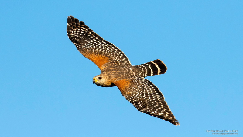 Birds, 2K, hawk, red, flight, shouldered
