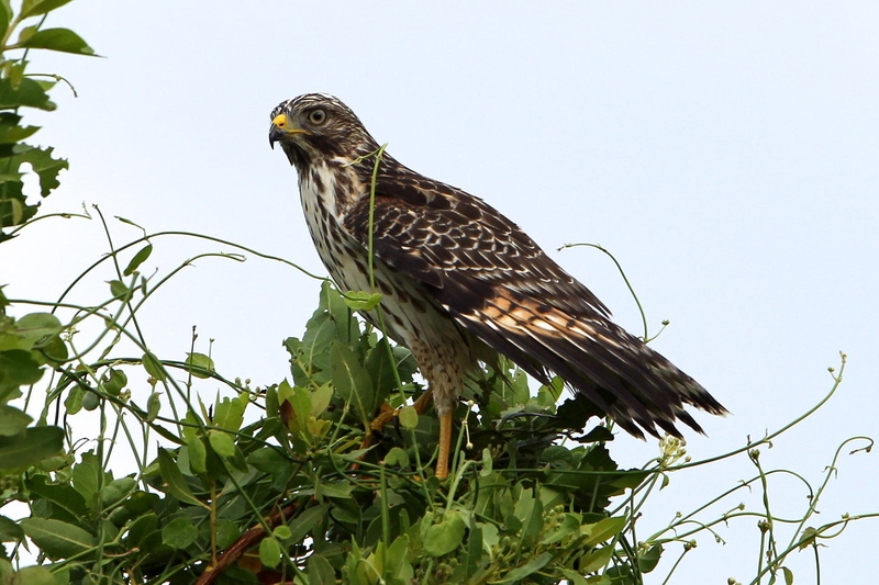 feather, falcon - bird, perched, predator, portrait, branch, animal wildlife, bird, bird of prey, perching, eagle, no people, green color, plant, raptor