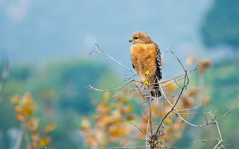 Bird, Bird Of Prey, Animal, Red-Shouldered Hawk, Birds, 1080P, Hawk
