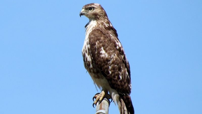 raptor, falcon - bird, blue, bird, day, no people, 1080P, animals in the wild, sunny, eagle, outdoors, hawk - bird, nature, wildlife, portrait, perching
